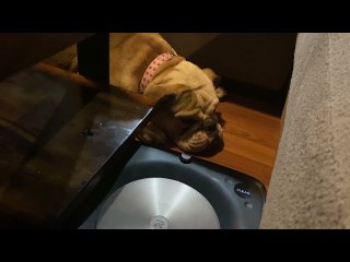 Lola the Bulldog Could Not Care Less About Robo Vacuum