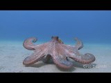 Octopus Swimming on the Ocean Floor