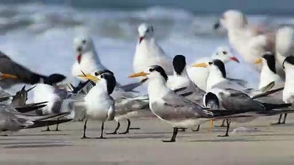 nature speaks for itself