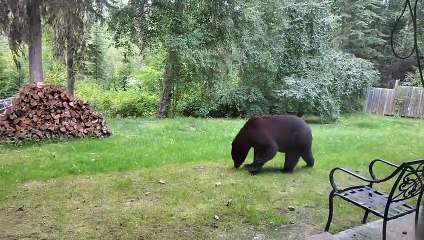 Bear Visits Workers on Work Site