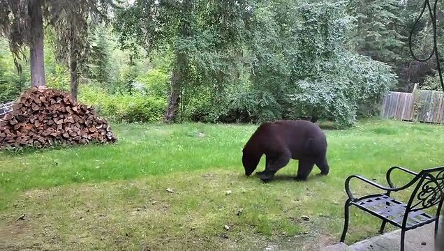 Bear Visits Workers on Work Site