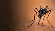 What If Mosquitoes Could Spread Vaccines?