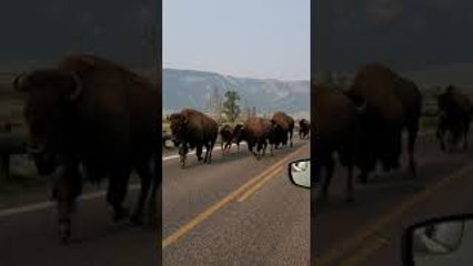 Bustling Bison Family Charges Down Road