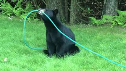 Friendly Bear Becomes a Gardener