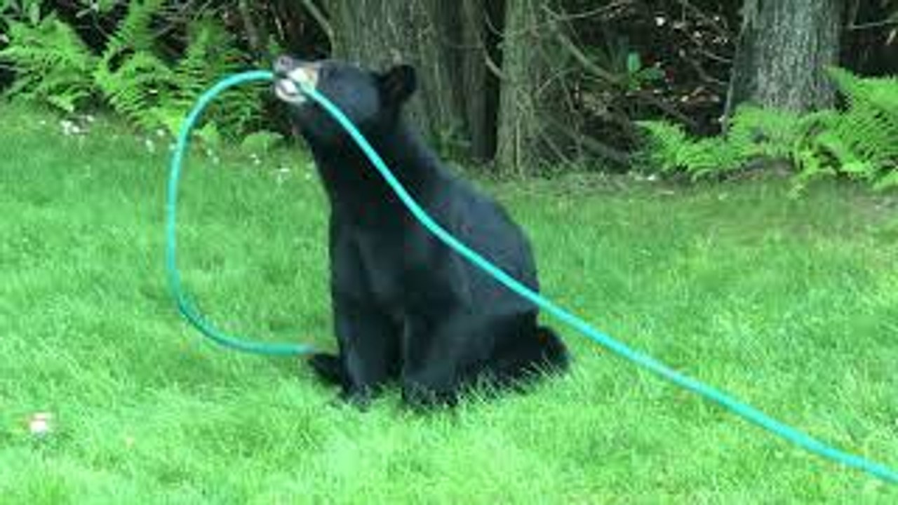 Friendly Bear Becomes a Gardener