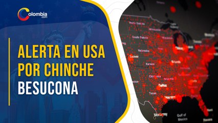 Chinche besucona genera alerta en Estados Unidos por enfermedad de Chagas