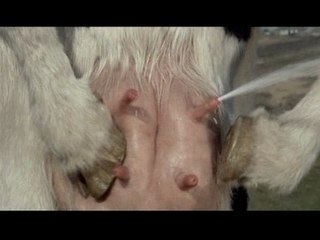 Vache matrix