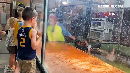 Timsah, hayvan terbiyecisinin elini ısırdı! Dehşet anları kamerada