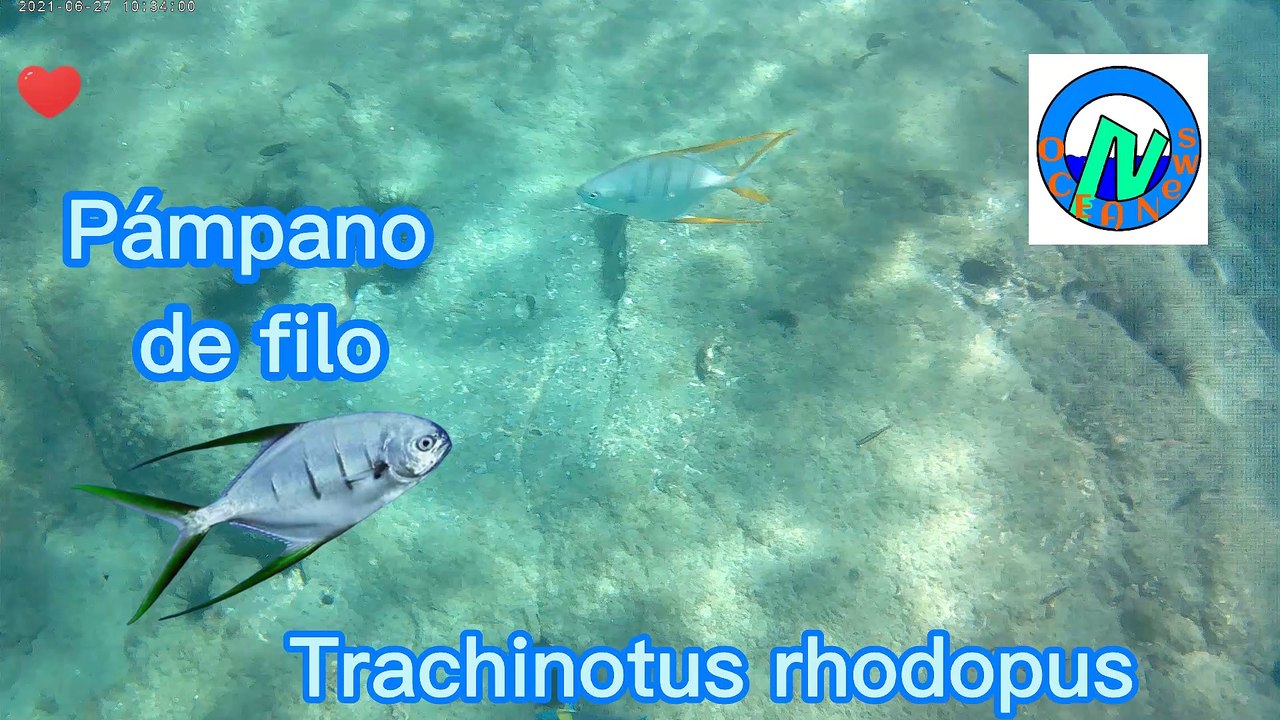 Pámpano de filo, Guanacaste, Playa Hermosa, Costa Rica.