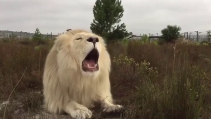 حقيقة الاسد الابيض وحقيقه الاسد الاسود | القصة كاملة