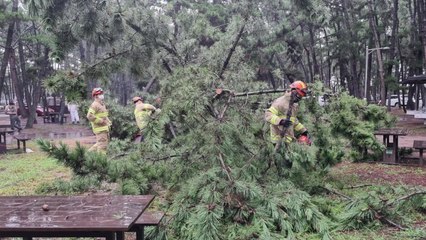 태안 몽산포 야영장서 소나무가 텐트 덮쳐...여아 2명 경상 / YTN