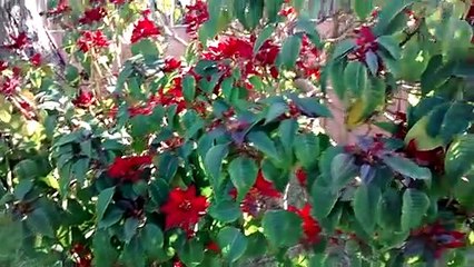#FLORES ESPIRITO SANTO