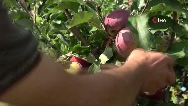 Bir ağaçta 6 çeşit elma yetiştirdi