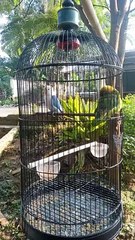 burung cantik sejoli