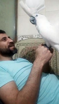 şarkı söyleyen papağan