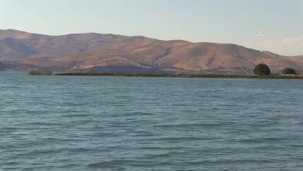 Besin zincirindeki azalma Hazar Gölü'ndeki martı ölümlerini tetikledi
