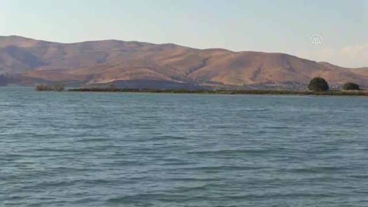 Besin zincirindeki azalma Hazar Gölü'ndeki martı ölümlerini tetikledi