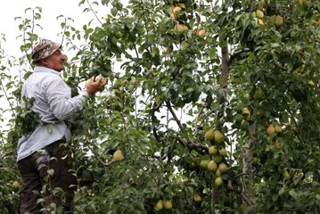 "Santa Maria" cinsi armuttaki verim ve fiyat üreticiyi memnun etti