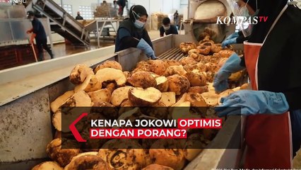 Wah!! Ternyata Ini Alasan Jokowi Begitu Optimis dengan Komoditas Porang