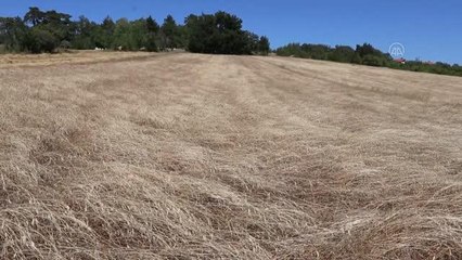 "Buğdayın atası" siyezin hasadı sürüyor