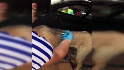 Sel bölgesinde ayının saldırısına uğrayan köpek tedavi edildi