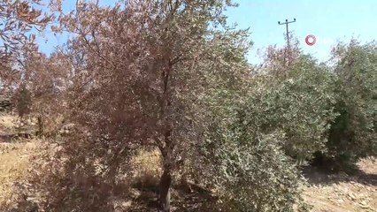 Manavgat orman yangınında 18 bin dönüm zeytin ağacı yandı