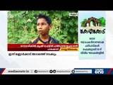 മാലിന്യം നിക്ഷേപിച്ചിരുന്ന റോഡിന്റെ വശങ്ങളിൽ കൃഷി ചെയ്ത് പത്തു വയസുകാരൻ