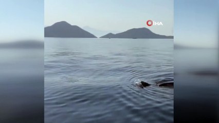 Akdeniz’de 'Deri Sırtlı Deniz Kaplumbağası' ilk kez canlı olarak görüntülendi