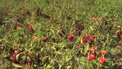 Kilis'in "biberci" köyünde "acı mesai" başladı