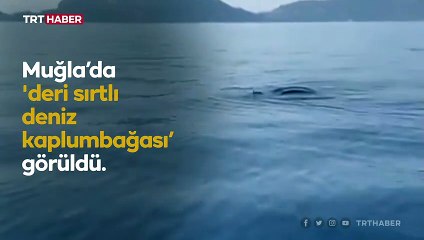 Deri sırtlı deniz kaplumbağası görüntülendi