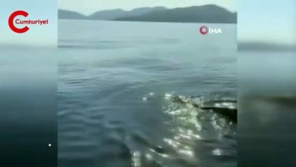Akdeniz’de Deri Sırtlı Deniz Kaplumbağası ilk defa canlı olarak görüntülendi