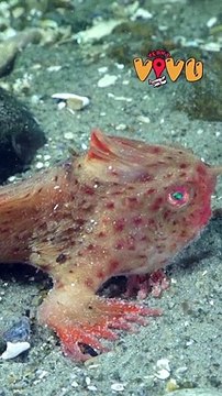 Loài cá có tay hiếm nhất thế giới ở Australia