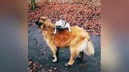 Aww Animals SOO Cute! Cute Animals Loving Videos Compilation #27 - Cutest Moments
