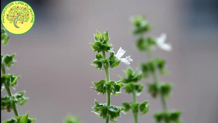 ¡El mejor método de germinación de ALBAHACA!!! ✨