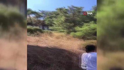 Heybeliada'da orman yangını