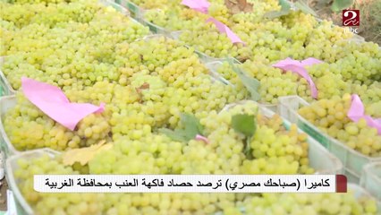كاميرا صباحك مصري ترصد حصاد فاكهة العنب بمحافظة الغربية
