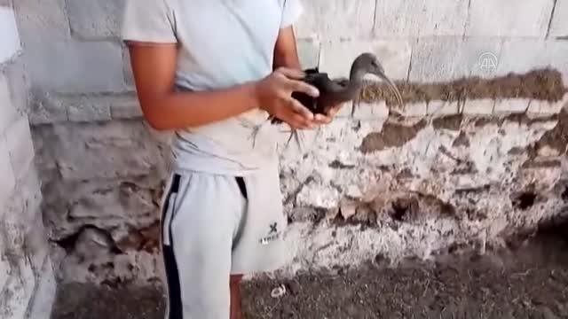 GAZİANTEP - Kaçak avcıların vurduğu çeltikçi kuşu tedavi altına alındı