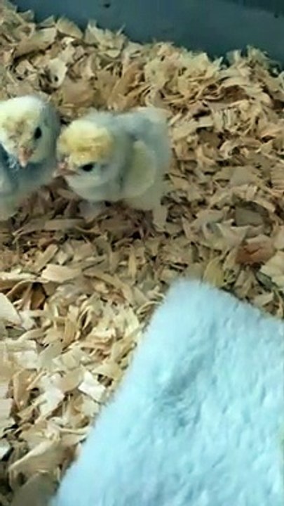The ducklings are gluttonous