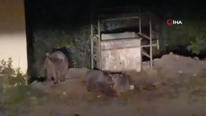 Hayvanlar bu mezbahaneyi mesken tuttu