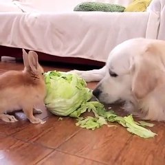 Rabbit and dog race to eat vegetables