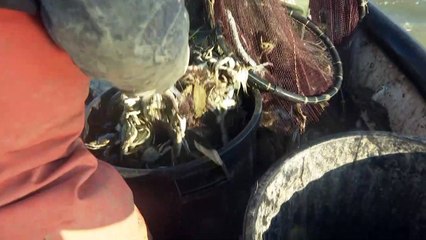 Craintes face à la prolifération du crabe aux pinces bleues près de Perpignan