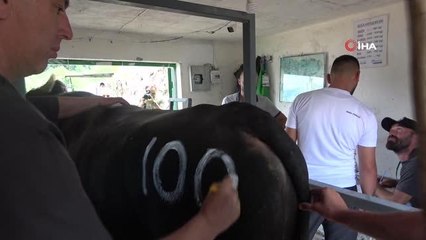 Artvin'de Kafkasör Boğa Güreşleri başladı