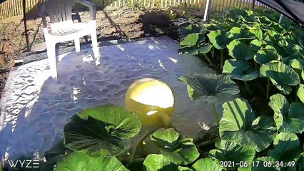 18 Day Time Lapse of Giant Pumpkin Growing