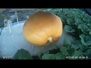 18 Day Time Lapse of Giant Pumpkin Growing