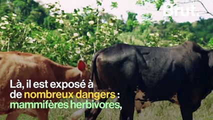 Mutualisme : quand des fourmis protègent un acacia
