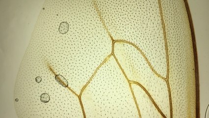 Details of the bee wing under the microscope