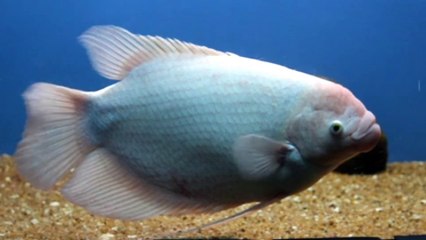 Beautiful Sea Fish With Awesome Nature #animals #fish #seafish #awesomefish #viral #Trending #4k