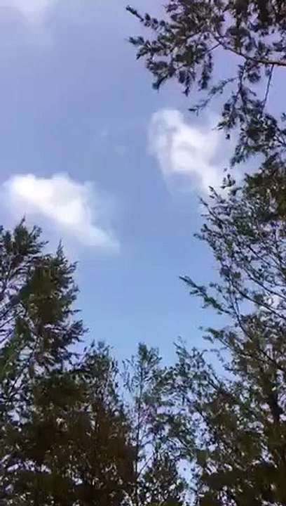 trees