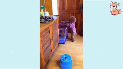 You will laugh at all the DOGS  Funny DOG Videos  2021