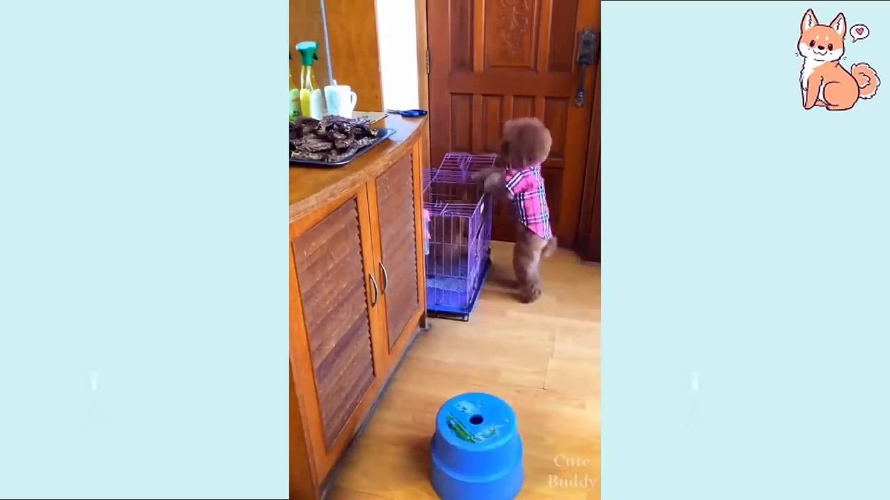 You will laugh at all the DOGS  Funny DOG Videos  2021